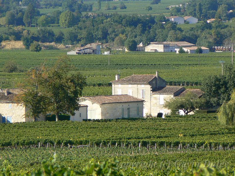 Vineyards near Saint-Émilion P1140188.JPG